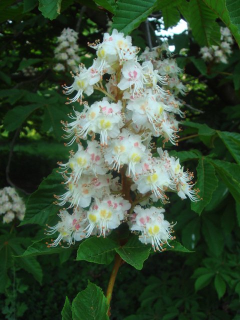 Aesculus hippocastanum 'Pyramidalis' fleur